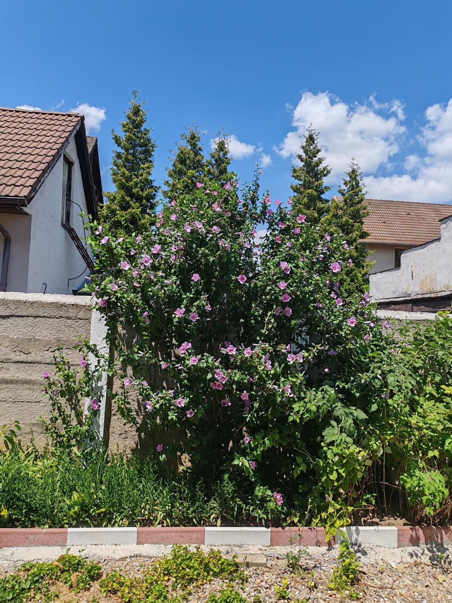 Pensiunea Hora Brașov Exterior foto